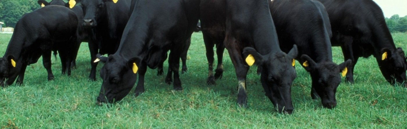 aberdeen-angus-1024x531